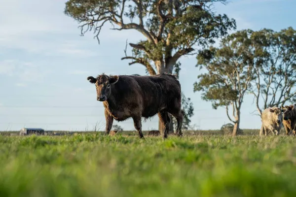 Primer Plano Vacas Terneros Pastando Hierba Australia Rancho Agrícola Ganado —  Fotos de Stock