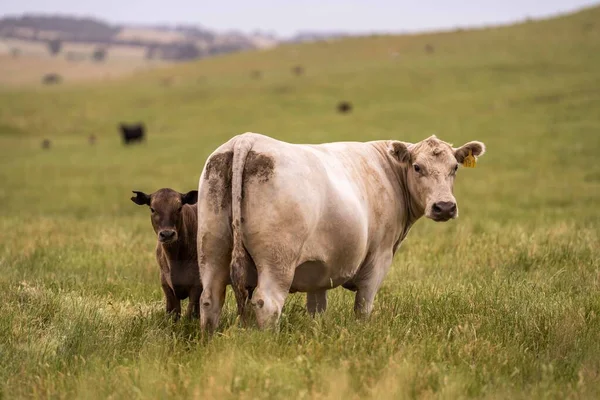 Ранчо Фермерів Пасуться Корови Телята Пасуться Траві Австралії Худоба Їсть — стокове фото