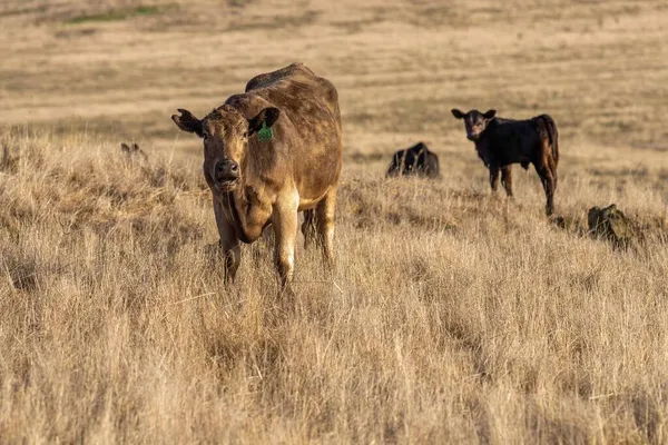 Avustralya 'da bir çiftlik çiftliğinde otlayan sığır ve buzağılara yakından bakın. Saman yiyen sığırlar. Cinsler arasında benekli park, Murray Grey, angus, Brangus, hereford, wagyu, süt inekleri,.