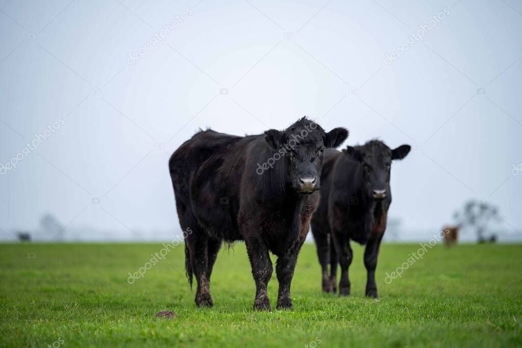 Close up of Stud Beef bulls, cows and calves grazing on grass in a field, in Australia. breeds of cattle include speckled park, murray grey, angus, brangus and wagyu on long pasture in spring and summer.