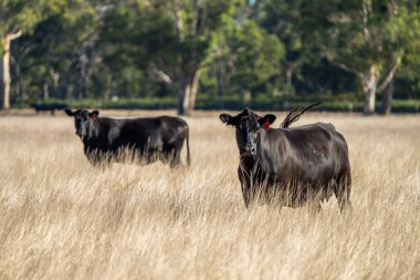 Avustralya 'da bir tarlada otlayan damızlık sığır, inek ve buzağılara yakın bir yerde. Sığır türleri arasında benekli park, Murray Grey, Angus, Brangus ve Wagyu yaz aylarında uzun otlaklarda bulunur..