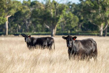 Avustralya 'da bir tarlada otlayan damızlık sığır, inek ve buzağılara yakın bir yerde. Sığır türleri arasında benekli park, Murray Grey, Angus, Brangus ve Wagyu yaz aylarında uzun otlaklarda bulunur..