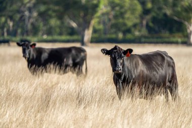 Avustralya 'da bir tarlada otlayan damızlık sığır, inek ve buzağılara yakın bir yerde. Sığır türleri arasında benekli park, Murray Grey, Angus, Brangus ve Wagyu yaz aylarında uzun otlaklarda bulunur..