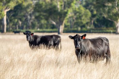 Avustralya 'da bir tarlada otlayan damızlık sığır, inek ve buzağılara yakın bir yerde. Sığır türleri arasında benekli park, Murray Grey, Angus, Brangus ve Wagyu yaz aylarında uzun otlaklarda bulunur..