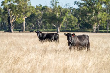 Avustralya 'da bir tarlada otlayan damızlık sığır, inek ve buzağılara yakın bir yerde. Sığır türleri arasında benekli park, Murray Grey, Angus, Brangus ve Wagyu yaz aylarında uzun otlaklarda bulunur..