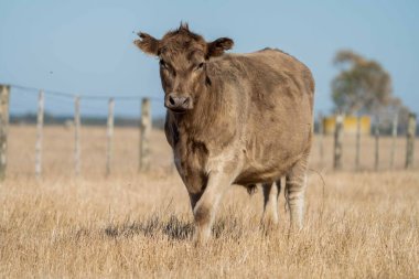 Avustralya 'da bir tarlada otlayan damızlık sığır, inek ve buzağılara yakın bir yerde. Sığır türleri arasında benekli park, Murray Grey, Angus, Brangus ve Wagyu yaz aylarında uzun otlaklarda bulunur..