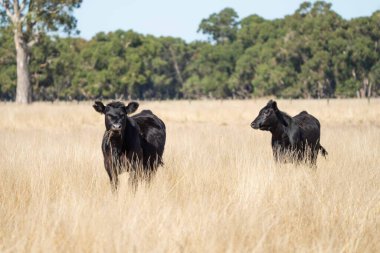 Avustralya 'da bir tarlada otlayan damızlık sığır, inek ve buzağılara yakın bir yerde. Sığır türleri arasında benekli park, Murray Grey, Angus, Brangus ve Wagyu yaz aylarında uzun otlaklarda bulunur..
