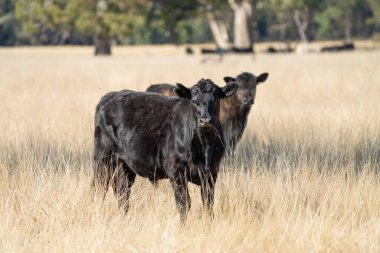 Avustralya 'da bir tarlada otlayan damızlık sığır, inek ve buzağılara yakın bir yerde. Sığır türleri arasında benekli park, Murray Grey, Angus, Brangus ve Wagyu yaz aylarında uzun otlaklarda bulunur..