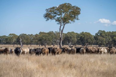 Avustralya 'da bir tarlada otlayan damızlık sığır, inek ve buzağılara yakın bir yerde. Sığır türleri arasında benekli park, Murray Grey, Angus, Brangus ve Wagyu yaz aylarında uzun otlaklarda bulunur..