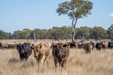 Avustralya 'da bir tarlada otlayan damızlık sığır, inek ve buzağılara yakın bir yerde. Sığır türleri arasında benekli park, Murray Grey, Angus, Brangus ve Wagyu yaz aylarında uzun otlaklarda bulunur..