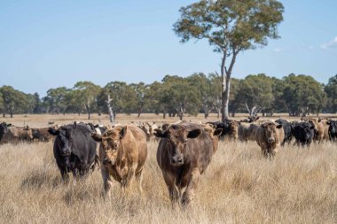 Avustralya 'da bir tarlada otlayan damızlık sığır, inek ve buzağılara yakın bir yerde. Sığır türleri arasında benekli park, Murray Grey, Angus, Brangus ve Wagyu yaz aylarında uzun otlaklarda bulunur..