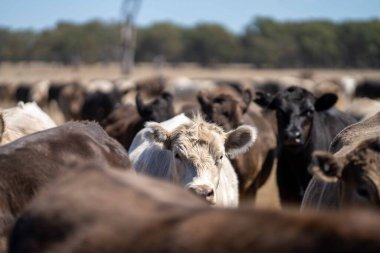 Avustralya 'da bir tarlada otlayan damızlık sığır, inek ve buzağılara yakın bir yerde. Sığır türleri arasında benekli park, Murray Grey, Angus, Brangus ve Wagyu yaz aylarında uzun otlaklarda bulunur..