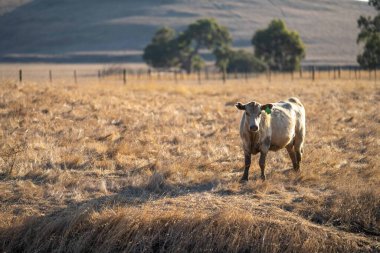 Avustralya 'da bir tarlada otlayan damızlık sığır, inek ve buzağılara yakın bir yerde. Sığır türleri arasında benekli park, Murray Grey, Angus, Brangus ve Wagyu yaz aylarında uzun otlaklarda bulunur..