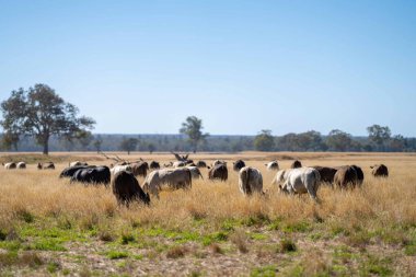 Avustralya 'da bir tarlada otlayan damızlık sığır, inek ve buzağılara yakın bir yerde. Sığır türleri arasında benekli park, Murray Grey, Angus, Brangus ve Wagyu yaz aylarında uzun otlaklarda bulunur..