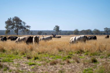 Avustralya 'da bir tarlada otlayan damızlık sığır, inek ve buzağılara yakın bir yerde. Sığır türleri arasında benekli park, Murray Grey, Angus, Brangus ve Wagyu yaz aylarında uzun otlaklarda bulunur..