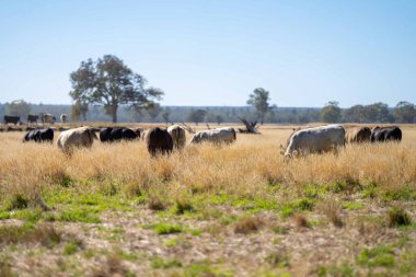 Avustralya 'da bir tarlada otlayan damızlık sığır, inek ve buzağılara yakın bir yerde. Sığır türleri arasında benekli park, Murray Grey, Angus, Brangus ve Wagyu yaz aylarında uzun otlaklarda bulunur..