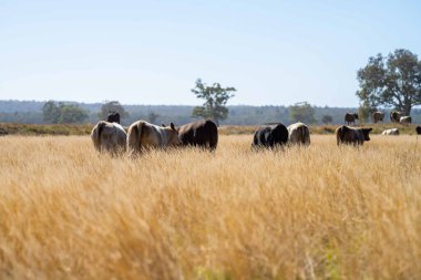 Avustralya 'da bir tarlada otlayan damızlık sığır, inek ve buzağılara yakın bir yerde. Sığır türleri arasında benekli park, Murray Grey, Angus, Brangus ve Wagyu yaz aylarında uzun otlaklarda bulunur..