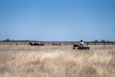 Avustralya 'da bir tarlada, kuraklık sırasında kuru otlar üzerinde otlayan damızlık sığır ve sığırlara yakın bir yerde. Yazın saman ve tohum yiyorum. Türleri arasında benekli park, Murray Grey, Angus, Brangus ve Wagyu bulunur..
