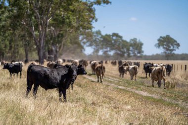 Avustralya 'da bir tarlada, kuraklık sırasında kuru otlar üzerinde otlayan damızlık sığır ve sığırlara yakın bir yerde. Yazın saman ve tohum yiyorum. Türleri arasında benekli park, Murray Grey, Angus, Brangus ve Wagyu bulunur..