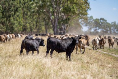Avustralya 'da bir tarlada, kuraklık sırasında kuru otlar üzerinde otlayan damızlık sığır ve sığırlara yakın bir yerde. Yazın saman ve tohum yiyorum. Türleri arasında benekli park, Murray Grey, Angus, Brangus ve Wagyu bulunur..