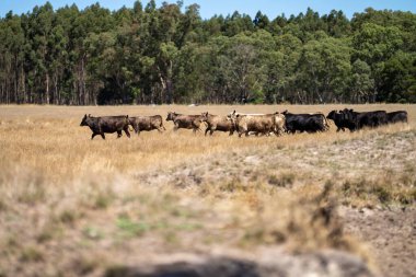 Avustralya 'da bir tarlada, kuraklık sırasında kuru otlar üzerinde otlayan damızlık sığır ve sığırlara yakın bir yerde. Yazın saman ve tohum yiyorum. Türleri arasında benekli park, Murray Grey, Angus, Brangus ve Wagyu bulunur..