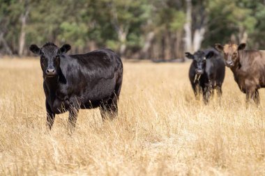 Avustralya 'da bir tarlada, kuraklık sırasında kuru otlar üzerinde otlayan damızlık sığır ve sığırlara yakın bir yerde. Yazın saman ve tohum yiyorum. Türleri arasında benekli park, Murray Grey, Angus, Brangus ve Wagyu bulunur..