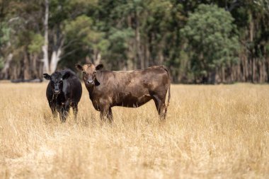 Avustralya 'da bir tarlada, kuraklık sırasında kuru otlar üzerinde otlayan damızlık sığır ve sığırlara yakın bir yerde. Yazın saman ve tohum yiyorum. Türleri arasında benekli park, Murray Grey, Angus, Brangus ve Wagyu bulunur..