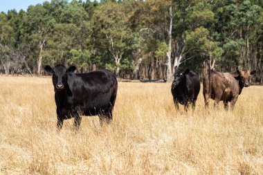 Avustralya 'da bir tarlada, kuraklık sırasında kuru otlar üzerinde otlayan damızlık sığır ve sığırlara yakın bir yerde. Yazın saman ve tohum yiyorum. Türleri arasında benekli park, Murray Grey, Angus, Brangus ve Wagyu bulunur..