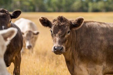 Avustralya 'da bir tarlada, kuraklık sırasında kuru otlar üzerinde otlayan damızlık sığır ve sığırlara yakın bir yerde. Yazın saman ve tohum yiyorum. Türleri arasında benekli park, Murray Grey, Angus, Brangus ve Wagyu bulunur..