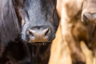 Avustralya 'da bir tarlada, kuraklık sırasında kuru otlar üzerinde otlayan damızlık sığır ve sığırlara yakın bir yerde. Yazın saman ve tohum yiyorum. Türleri arasında benekli park, Murray Grey, Angus, Brangus ve Wagyu bulunur..