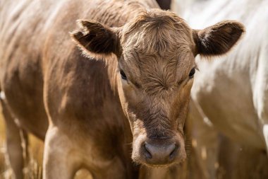 Avustralya 'da bir tarlada, kuraklık sırasında kuru otlar üzerinde otlayan damızlık sığır ve sığırlara yakın bir yerde. Yazın saman ve tohum yiyorum. Türleri arasında benekli park, Murray Grey, Angus, Brangus ve Wagyu bulunur..