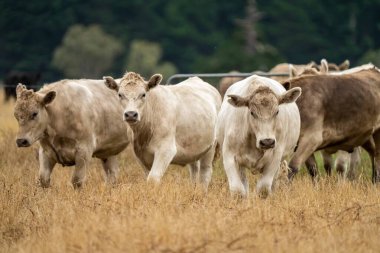 Avustralya 'da bir tarlada, kuraklık sırasında kuru otlar üzerinde otlayan damızlık sığır ve sığırlara yakın bir yerde. Yazın saman ve tohum yiyorum. Türleri arasında benekli park, Murray Grey, Angus, Brangus ve Wagyu bulunur..
