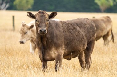 Avustralya 'da bir tarlada, kuraklık sırasında kuru otlar üzerinde otlayan damızlık sığır ve sığırlara yakın bir yerde. Yazın saman ve tohum yiyorum. Türleri arasında benekli park, Murray Grey, Angus, Brangus ve Wagyu bulunur..