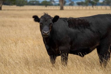 Avustralya 'da bir tarlada, kuraklık sırasında kuru otlar üzerinde otlayan damızlık sığır ve sığırlara yakın bir yerde. Yazın saman ve tohum yiyorum. Türleri arasında benekli park, Murray Grey, Angus, Brangus ve Wagyu bulunur..