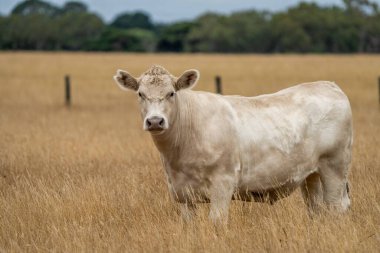 Avustralya 'da bir tarlada, kuraklık sırasında kuru otlar üzerinde otlayan damızlık sığır ve sığırlara yakın bir yerde. Yazın saman ve tohum yiyorum. Türleri arasında benekli park, Murray Grey, Angus, Brangus ve Wagyu bulunur..