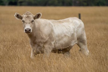 Avustralya 'da bir tarlada, kuraklık sırasında kuru otlar üzerinde otlayan damızlık sığır ve sığırlara yakın bir yerde. Yazın saman ve tohum yiyorum. Türleri arasında benekli park, Murray Grey, Angus, Brangus ve Wagyu bulunur..