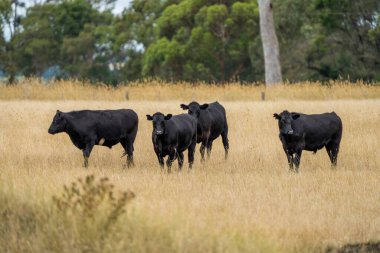 Avustralya 'da bir tarlada otlayan damızlık sığır ve sığırların yakınına. saman ve tohum yiyorlar. Türleri arasında benekli park, Murray Grey, Angus, Brangus ve Wagyu bulunur..
