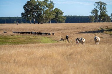 Aygır Angus, wagyu, Murray Grey, Süt ve sığır İnekleri ve Boğalar yaz boyunca çim ve çayırlarda otluyor. Hayvanlar organik ve serbest, Avustralya 'da bir tarım çiftliğinde kuraklık sırasında yetiştiriliyorlar..