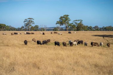 Aygır Angus, wagyu, Murray Grey, Süt ve sığır İnekleri ve Boğalar yaz boyunca çim ve çayırlarda otluyor. Hayvanlar organik ve serbest, Avustralya 'da bir tarım çiftliğinde kuraklık sırasında yetiştiriliyorlar..