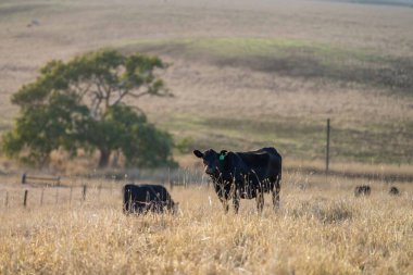 Aygır Angus, wagyu, Murray Grey, Süt ve sığır İnekleri ve Boğalar yaz boyunca çim ve çayırlarda otluyor. Hayvanlar organik ve serbest, Avustralya 'da bir tarım çiftliğinde kuraklık sırasında yetiştiriliyorlar..
