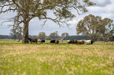 Aygır Angus, wagyu, Murray Grey, Süt ve sığır İnekleri ve Boğalar yaz boyunca çim ve çayırlarda otluyor. Hayvanlar organik ve serbest, Avustralya 'da bir tarım çiftliğinde kuraklık sırasında yetiştiriliyorlar..