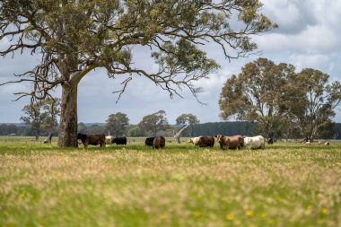 Aygır Angus, wagyu, Murray Grey, Süt ve sığır İnekleri ve Boğalar yaz boyunca çim ve çayırlarda otluyor. Hayvanlar organik ve serbest, Avustralya 'da bir tarım çiftliğinde kuraklık sırasında yetiştiriliyorlar..
