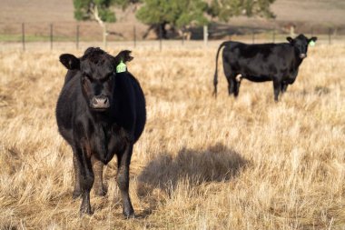 Aygır Angus, wagyu, Murray Grey, Süt ve sığır İnekleri ve Boğalar yaz boyunca çim ve çayırlarda otluyor. Hayvanlar organik ve serbest, Avustralya 'da bir tarım çiftliğinde kuraklık sırasında yetiştiriliyorlar..
