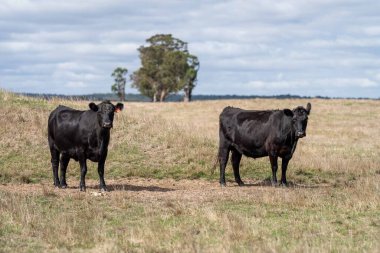 Aygır Angus, wagyu, Murray Grey, Süt ve sığır İnekleri ve Boğalar yaz boyunca çim ve çayırlarda otluyor. Hayvanlar organik ve serbest, Avustralya 'da bir tarım çiftliğinde kuraklık sırasında yetiştiriliyorlar..