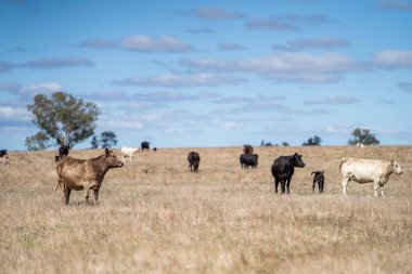 Aygır Angus, wagyu, Murray Grey, Süt ve sığır İnekleri ve Boğalar yaz boyunca çim ve çayırlarda otluyor. Hayvanlar organik ve serbest, Avustralya 'da bir tarım çiftliğinde kuraklık sırasında yetiştiriliyorlar..