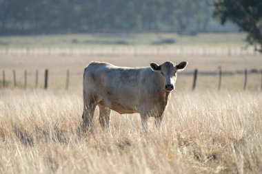 Aygır Angus, wagyu, Murray Grey, Süt ve sığır İnekleri ve Boğalar yaz boyunca çim ve çayırlarda otluyor. Hayvanlar organik ve serbest, Avustralya 'da bir tarım çiftliğinde kuraklık sırasında yetiştiriliyorlar..