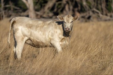 Aygır Angus, wagyu, Murray Grey, Süt ve sığır İnekleri ve Boğalar yaz boyunca çim ve çayırlarda otluyor. Hayvanlar organik ve serbest, Avustralya 'da bir tarım çiftliğinde kuraklık sırasında yetiştiriliyorlar..