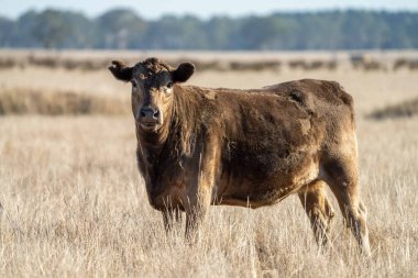 Aygır Angus, wagyu, Murray Grey, Süt ve sığır İnekleri ve Boğalar yaz boyunca çim ve çayırlarda otluyor. Hayvanlar organik ve serbest, Avustralya 'da bir tarım çiftliğinde kuraklık sırasında yetiştiriliyorlar..