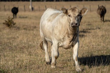 Aygır Angus, wagyu, Murray Grey, Süt ve sığır İnekleri ve Boğalar yaz boyunca çim ve çayırlarda otluyor. Hayvanlar organik ve serbest, Avustralya 'da bir tarım çiftliğinde kuraklık sırasında yetiştiriliyorlar..