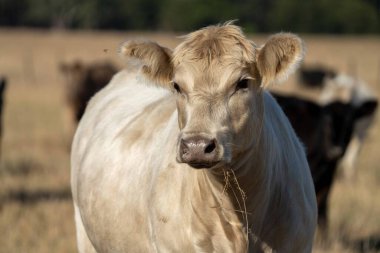 Aygır Angus, wagyu, Murray Grey, Süt ve sığır İnekleri ve Boğalar yaz boyunca çim ve çayırlarda otluyor. Hayvanlar organik ve serbest, Avustralya 'da bir tarım çiftliğinde kuraklık sırasında yetiştiriliyorlar..